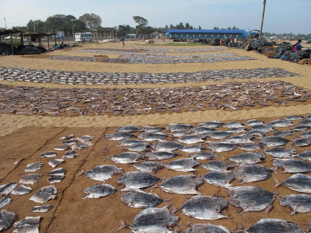 Zand Negombo Ettukala Zewnętrze zdjęcie